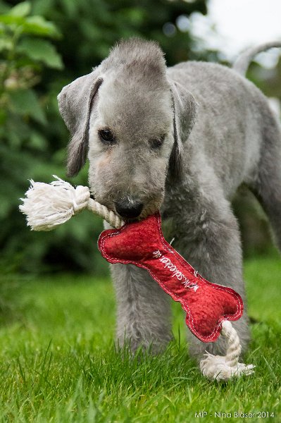 2014-08-08 Cherry-9432-1.jpg - 15 Wochen / 15 weeks